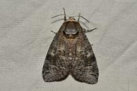 Cossus cossus