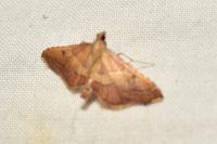 Endotricha flammealis