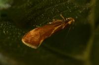 Metalampra italica