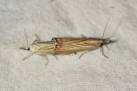 Chrysoteuchia culmella