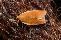 Clepsis consimilana