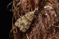 Scoparia pyralella