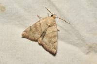 Cosmia trapezina