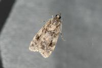 Scoparia basistrigalis