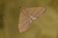 Zanclognatha lunalis