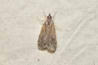 Scoparia ambigualis/basistrigalis