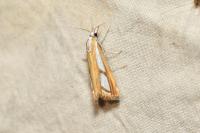 Catoptria permutatellus/myella/osthelderi