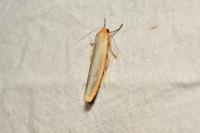 Manulea complana