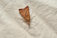 Synaphe punctalis