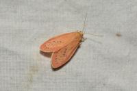 Miltochrista miniata