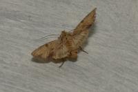Apamea lithoxylaea