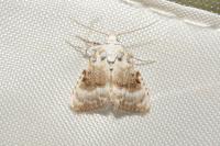 Meganola albula