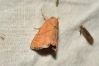 Apoda limacodes