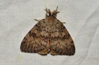 Lymantria dispar