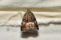 Deltote pygarga