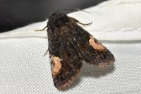 Aedia funesta
