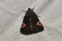 Aedia funesta