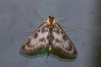 Anania hortulata
