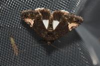 Aedia funesta