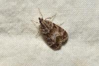 Scoparia ambigualis
