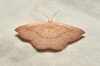 Cyclophora ruficiliaria