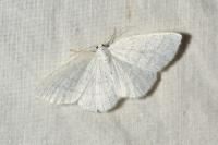 Cabera pusaria