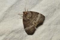 Ochropacha duplaris