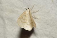 Cabera exanthemata