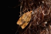 Epagoge grotiana