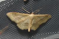 Idaea aversata
