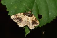 Ligdia adustata