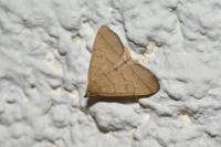 Herminia tarsicrinalis