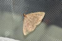 Herminia tarsicrinalis