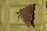 Herminia tarsipennalis