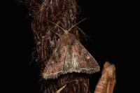 Lacanobia oleracea