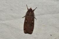 Noctua pronuba