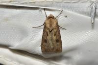 Agrotis exclamationis exclamationis