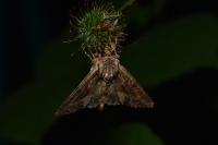 Apamea monoglypha monoglypha
