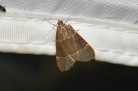 Hypsopygia glaucinalis