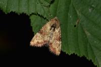 Apamea scolopacina