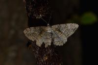 Alcis repandata