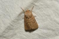 Hoplodrina blanda