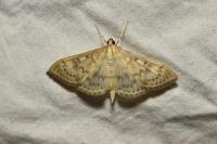 Patania ruralis