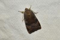 Noctua janthe/janthina