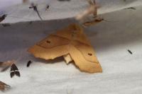 Crocallis elinguaria