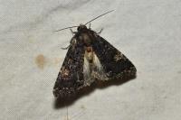Melanchra persicariae