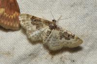 Idaea rusticata