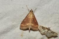Ostrinia nubilalis
