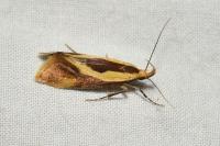 Harpella forficella