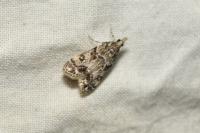 Eudonia lacustrata